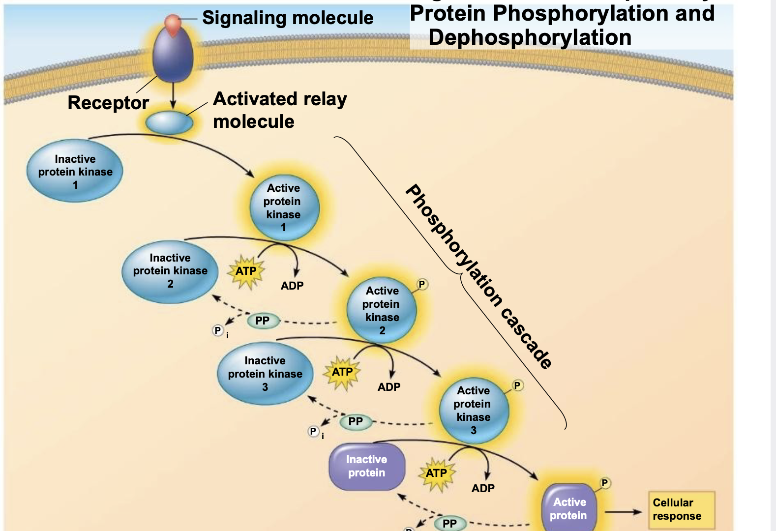 Phosphorylation (adding a phosphate) and dephosphorylation (removing a phosphate) of proteins is a widespread cellular mechanism for regulating protein activity \n .Protein kinases transfer phosphates from ATP to protein, a process called phosphorylation \n .Many relay molecules in signal transduction pathways are protein kinases, creating a phosphorylation cascade

.Protein phosphatases remove the phosphates from proteins, a process called dephosphorylation \n .This phosphorylation and dephosphorylation system acts as a molecular switch, turning activities on and off, as required