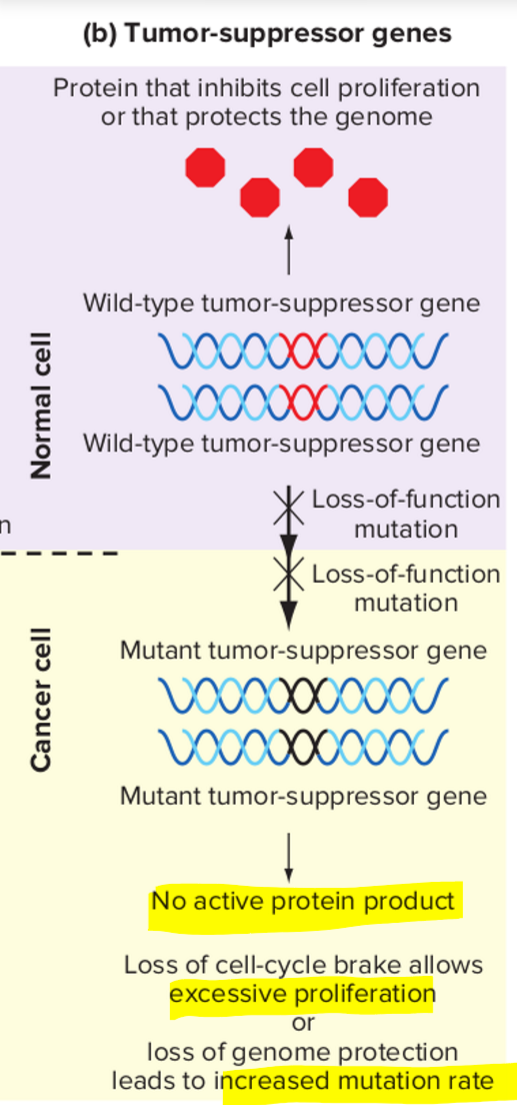 <ul><li><p><span>Genes whose mutant alleles act in a recessive manner to promote cancer are tumor-suppressor genes</span></p></li><li><p><span>Encode proteins that slow down cell division or protects against genome instability</span></p></li><li><p><span>Mutations in tumor-suppressor genes are loss-of-function → can be partial or complete loss</span></p></li><li><p><span>One mutated allele of a tumor suppressor gene does not directly cause cancer, but it increases the risk of developing cancer → need mutations in both alleles to cause cancer</span></p></li><li><p><span>Both copies of a tumor-suppressor gene must be mutant to make the cell abnormal &gt; typically recessive alleles</span></p></li><li><p><span>When both copies are inactivated cell proliferates faster or accumulates mutations faster (or both)</span></p></li></ul><p></p>