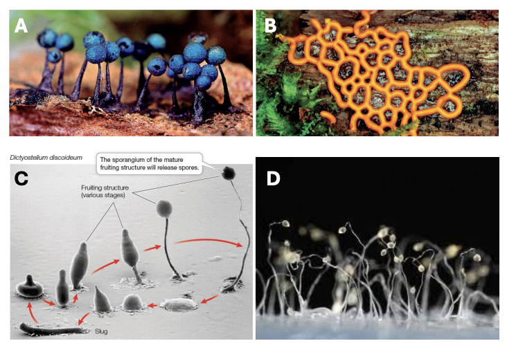 <p>lsf</p><ul><li><p>Similar <strong>life cycles</strong></p></li><li><p>Production of<strong> spores and fruiting bodies</strong></p></li></ul><p></p>