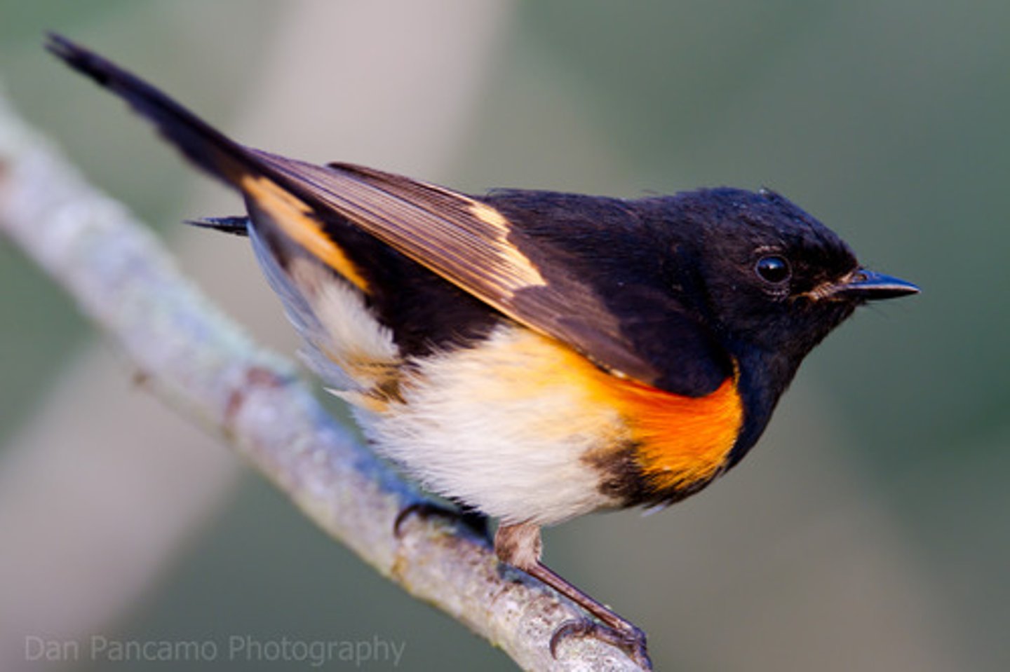 <p>Passeriformes Parulidae</p>
