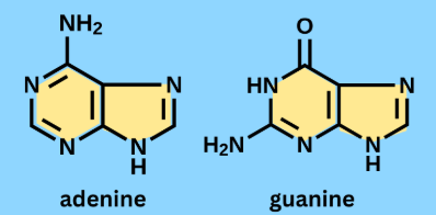 <p>double ring structure</p><p>A and G</p><p>adenine and guanine</p>