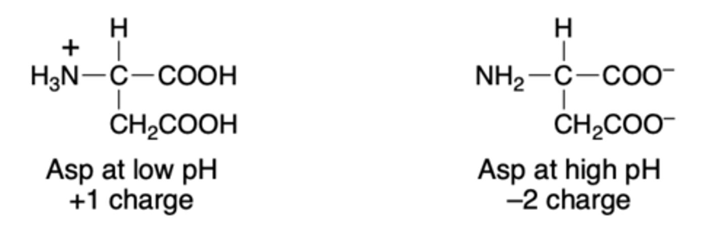 <p>acids are in neutral form. Base is in conj. acid with +1. Total charge +1</p>
