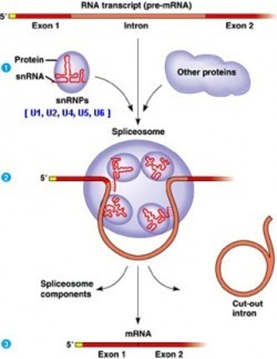 <p>(B) snRNA and snRNP</p><p>A spliceosome is a complex protein composed of small nuclear RNA (snRNA) and small nuclear ribonucleic proteins (snRNP) and it is responsible for post-transcriptional splicing of introns in mRNA.</p>