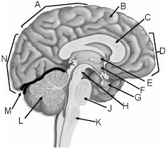 <p>G</p>