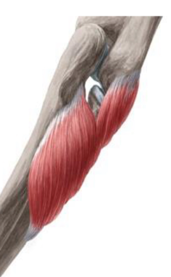 <p>What is the proximal attachment of the supinator?</p>