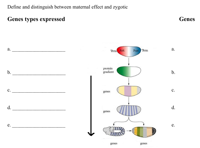 <p>In the diagram below, put these genes Biocoid, Dorsal, wingless, kruppel, fushi tarazu, antennapedia , engrailed, nanos, even paired, hunchback (gene expressed) in order of expression for the development of the Drosophila larva. Label the diagram for where you would see pair-rule genes, homeotic genes, gap genes, segment-polarity genes and maternal effect genes (gene types)</p>