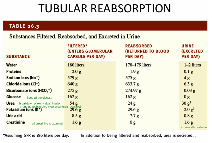 <p>-secrete ALL creatinine</p><p>-reabosrb half UREA (for urea recycling)</p><p>-keep ALL GLUCOSE</p>