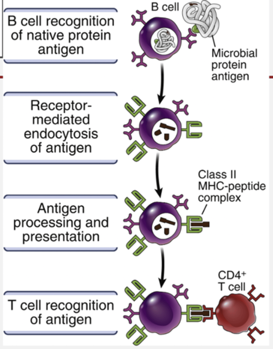 <p>They present them to T-cells in the lymph node (antigens)</p>