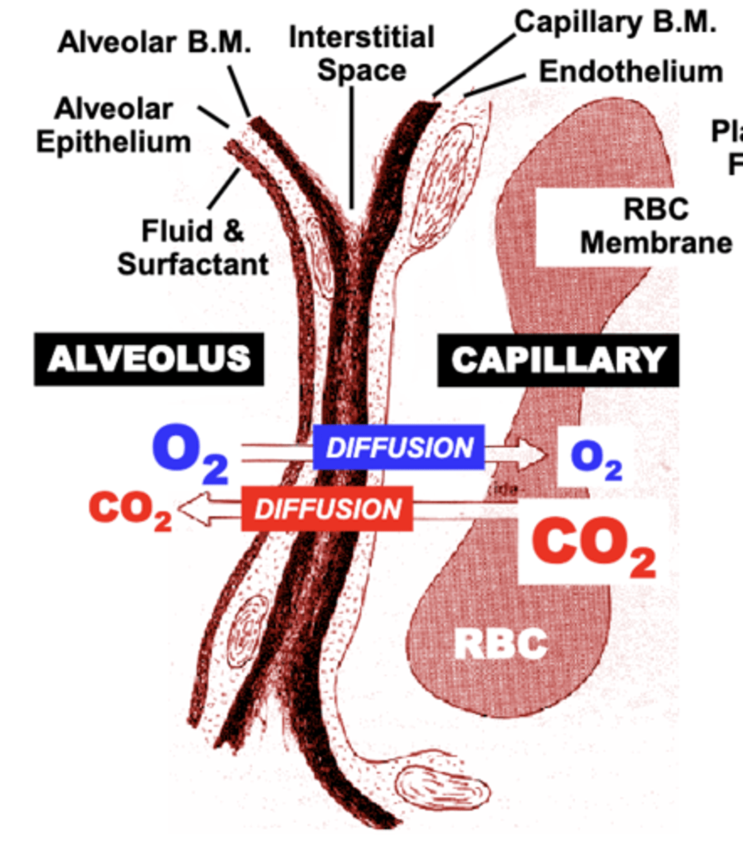 <p>Diffusion of O2 and CO2 between the Alveolus, pulmonary Capillary and RBC occurs in opposite directions</p>
