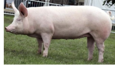 <p>SWINE BREEDS: what is the breed, origin, color, body, and traits?</p>
