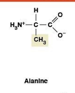 <p>(Ala, A)<strong>Nonpolar, hydrophobic</strong></p><ul><li><p><strong>R-group:</strong> CH₃</p></li><li><p>Small, commonly found in <strong>α-helices</strong></p></li></ul><p></p>