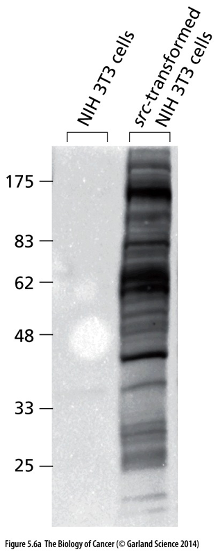 v-Src oncogene caused a massive increase in tyrosine phosphorylation