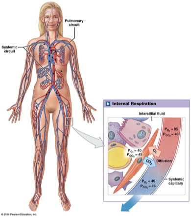 <p>Blood in systematic circuit venules and veins returning blood from tissues </p><p>Po2 of 40 mm Hg and Pco2 of 45 mm Hg </p>
