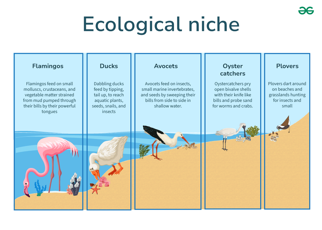 <p>Ecological niche</p>