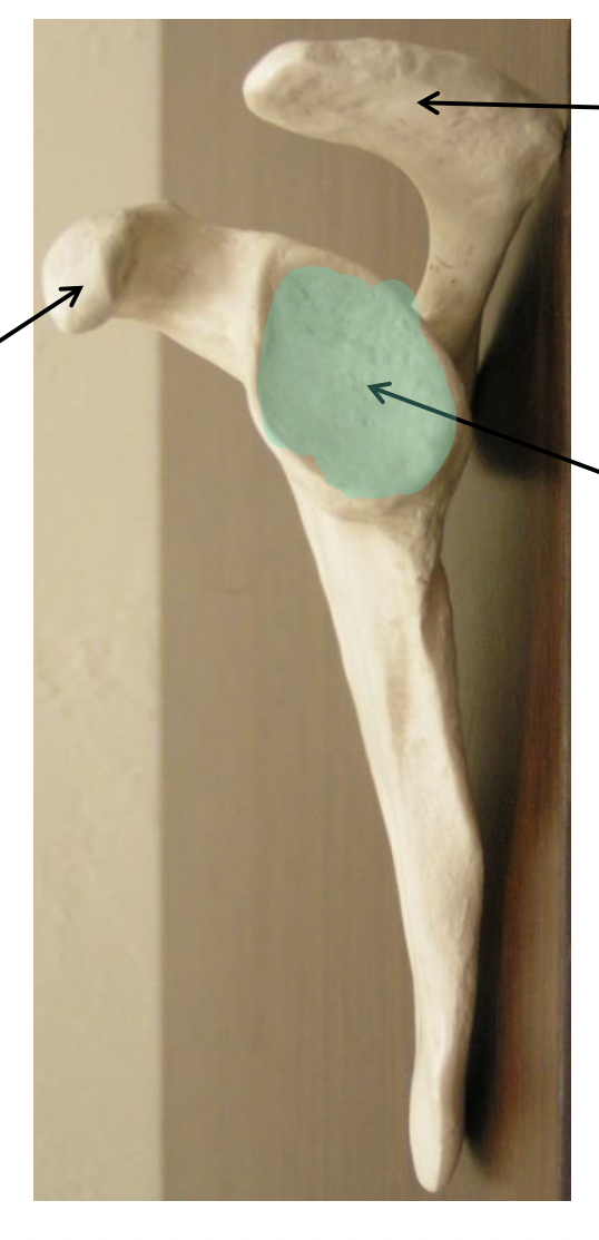 <p>Name the highlighted region.</p>