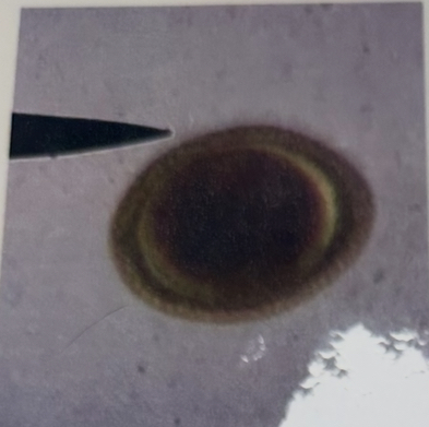 term image