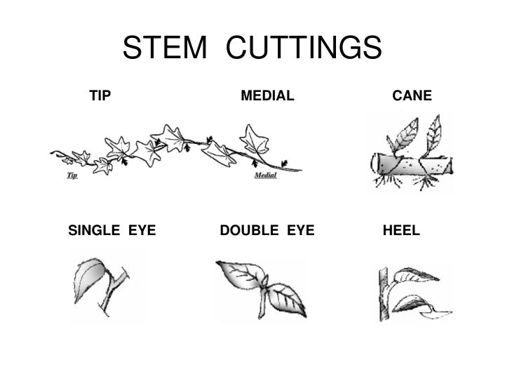 <ul><li><p>single eye - alt leaf plant</p></li><li><p>double eye - opposite leaf plant</p></li><li><p>split node - splitting of node of an opposite leaf plant</p></li><li><p>cane - little branching, needs wounding, polarity</p></li></ul>
