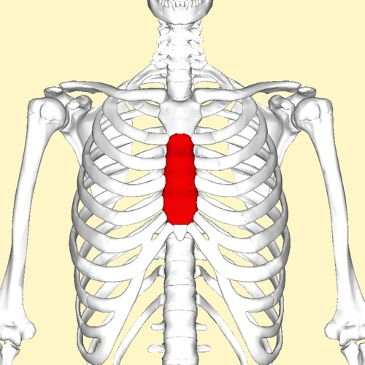 <p>manubrium, sternal body, xiphoid process</p>