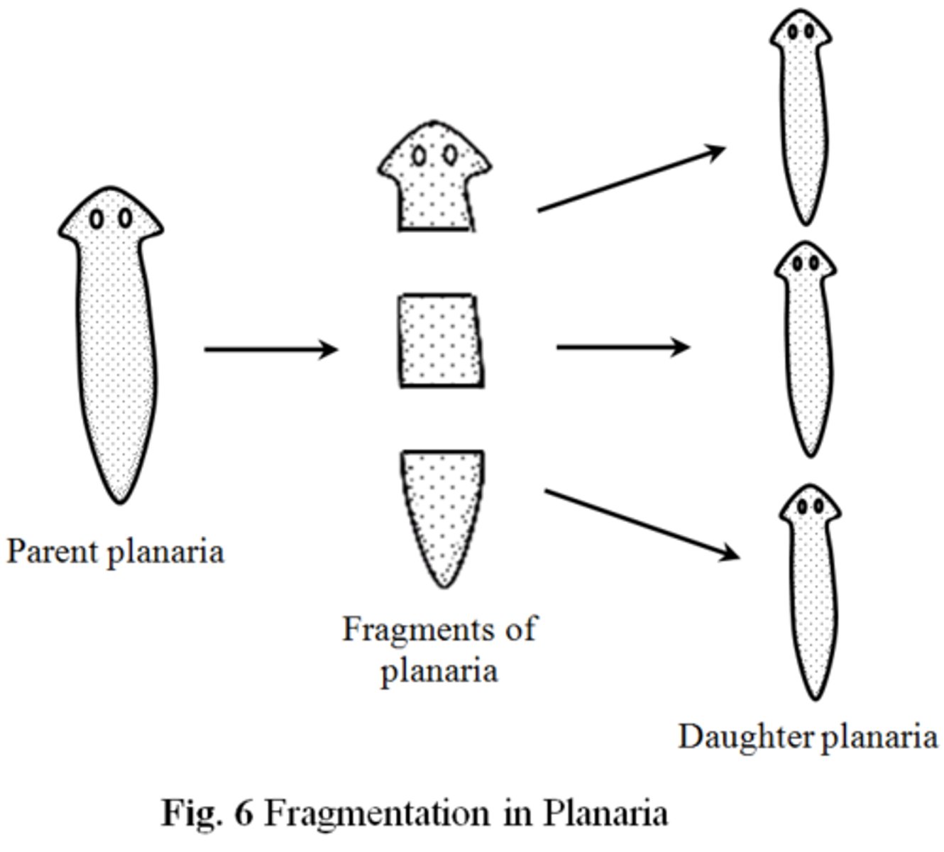 <p>fragments of hyphae grow into new, separate mycelium</p>