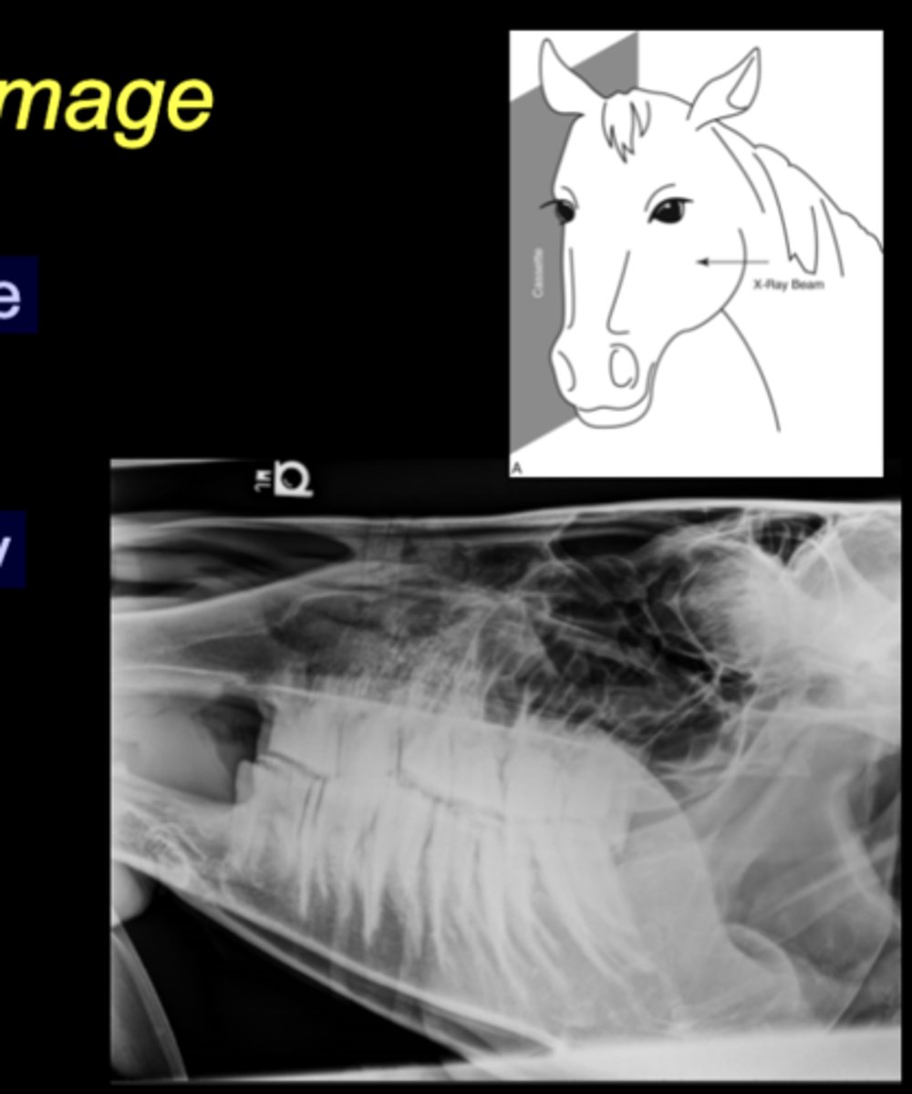<p>• Tube on one side, plate on the other</p><p>• Marker to indicate laterality closest to plate</p>