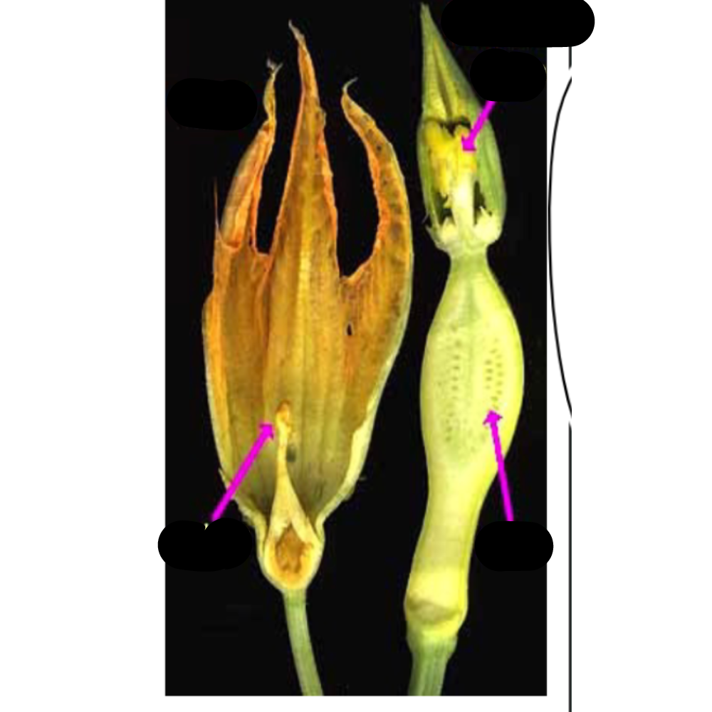 <p>What kind of imperfect flower is the left?</p>