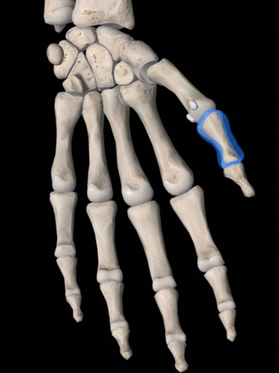 <p>bone</p>