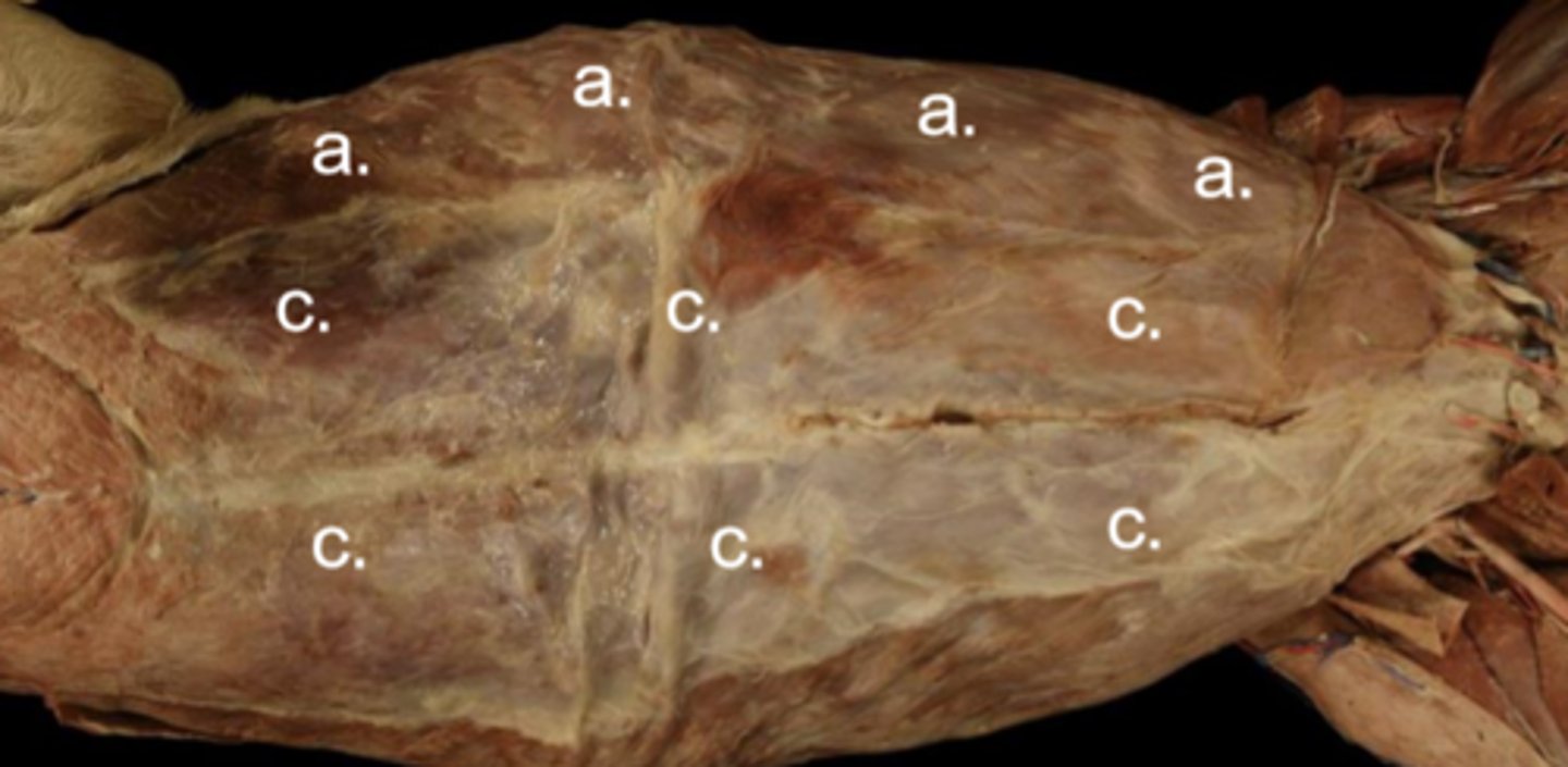 <p>Abdominal cavity muscles:</p><p>a</p><p>Origin: costal arch, thoracolumbar fascia</p><p>Insertion: linea alba, prepubic tendon</p>