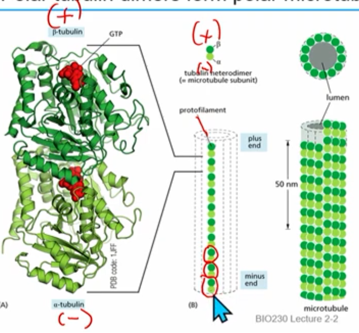 <ul><li><p>dimers made of monomeric proteins alpha tubulin (- end) and beta tubulin (+ end)<br>*+,- ends are convention, not charge</p></li><li><p>tubulins bind and hydrolyze GTP</p></li><li><p>tubulin heterodimers assemble head to tail to make polarized protofilaments (alternating top to bottom)</p></li><li><p>13 parallel (crossection = all beta or all alpha) protofilaments form a hollow microtubule</p></li><li><p>after being protofilament for a while beta tubulin will cut GTP to GDP</p></li></ul><p></p>