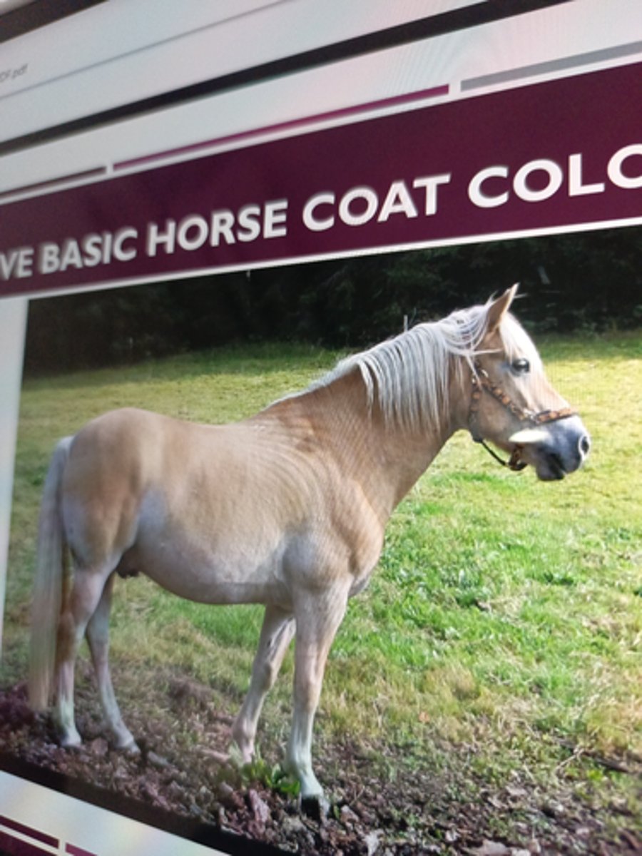<p>-manes &amp; tails are lighter than the body</p>