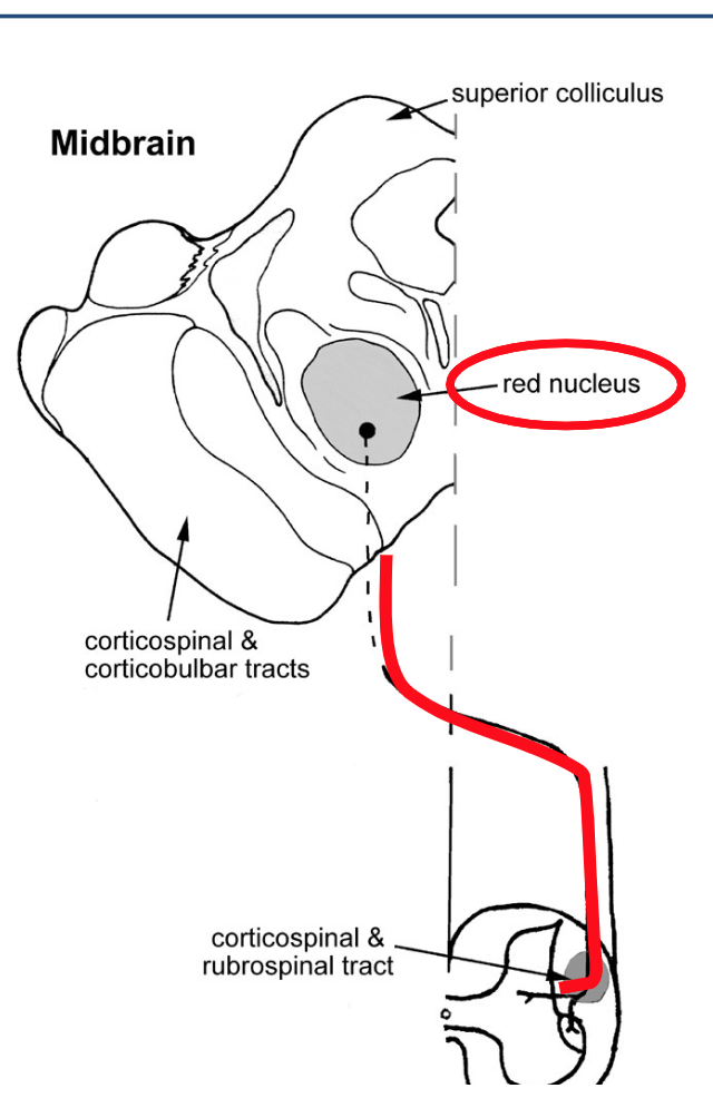 <p>Do all rubrospinal tracts cross the midline and end up in the intermediate zones?</p>