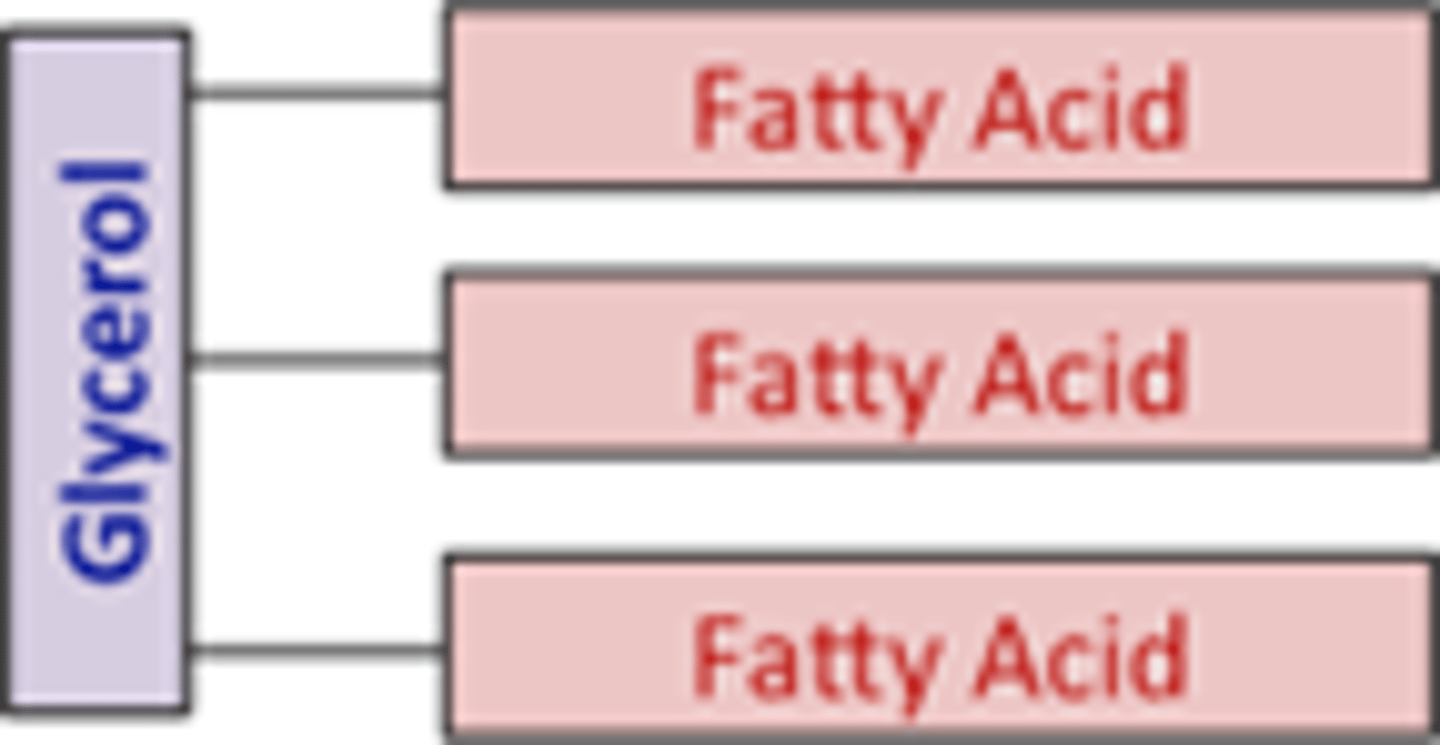 <p>energy storage; consists of a glycerol and 3 fatty acids<br>- saturated: one double bond (animal fats)<br>- unsaturated: two double bonds (oils)</p>
