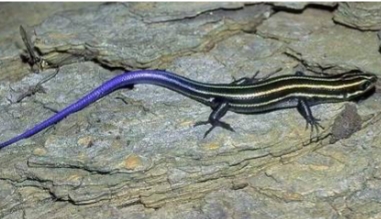 <p>Eumeces fasciatus</p>