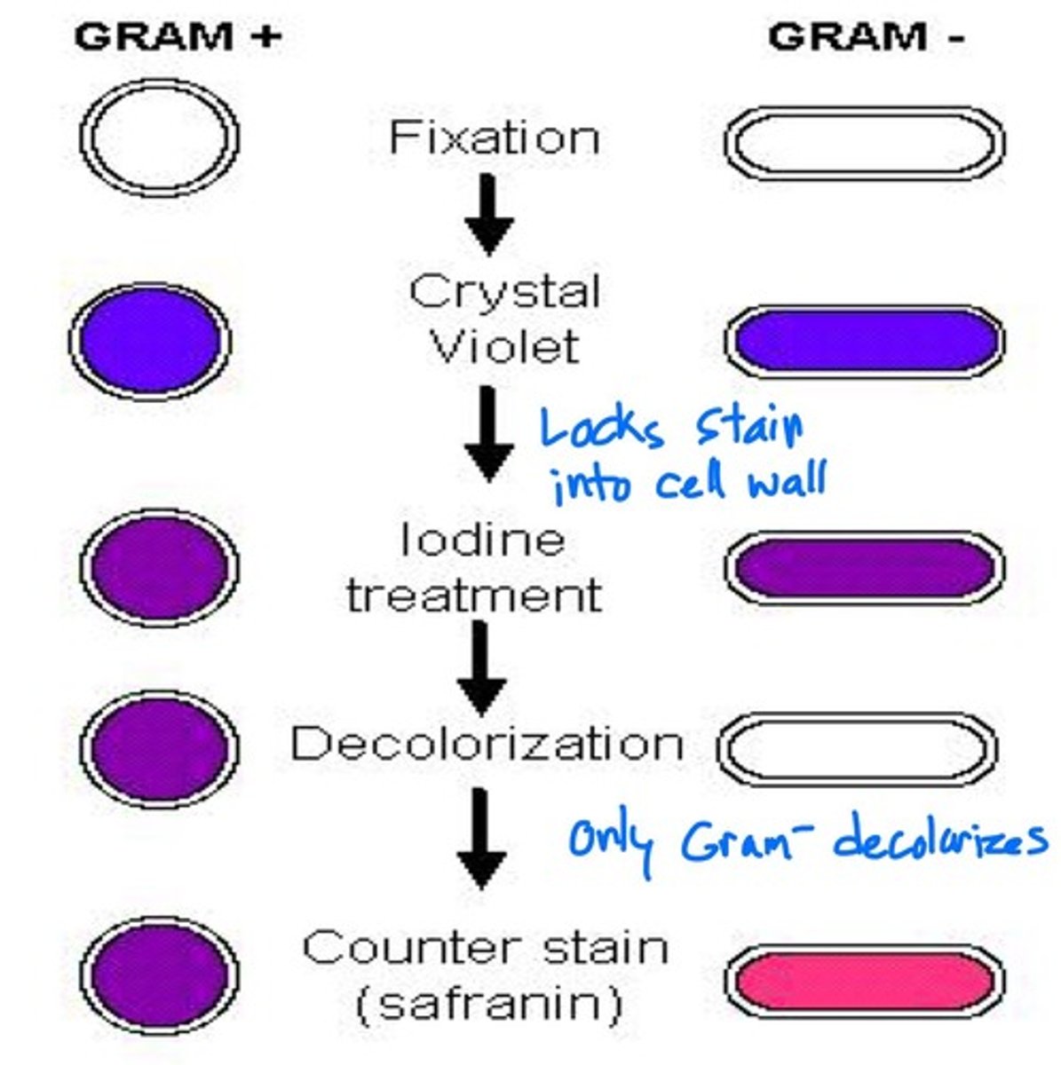 <p>Gram positive retains violet stain</p><p>Gram negative retain pink counter stain</p>