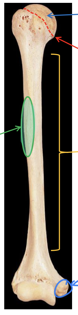 <p>Name the highlighted region.</p>