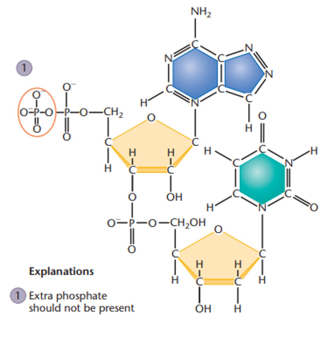 <p>-The C-1´ of the sugar is bonded to the wrong nitrogen in adenine.</p><p>-In the adenine ring, a nitrogen is at position 8 rather than position 9.</p><p>-There are too few bonds between C-5 and C -6 of thymine</p><p>-There are too many bonds between the N-3 and C-2 of thymine</p><p>-There is a hydroxyl group at C-2´ on the top sugar (attached to adenine) instead of hydrogen</p><p>-The C-5' on the bottom sugar has an extra hydroxyl group.</p><p>-There is a methyl group missing from the C-5 position of thymine.</p>