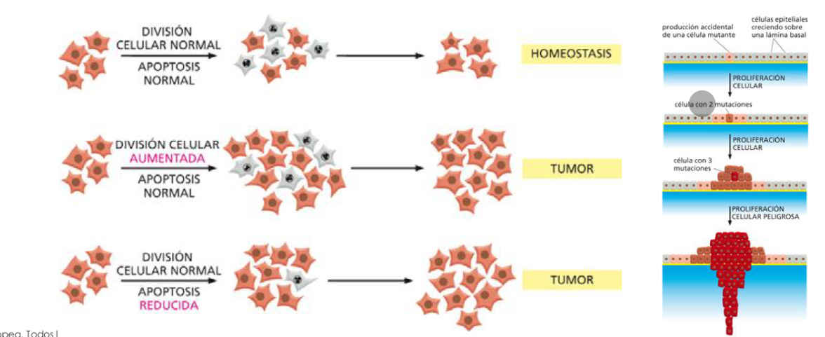 <p>-contribute to Tumor developement and progression</p><p>-Tumour cells often acquire mutations and epigenetic changes that inactivate cell checkpoints, preventing cell death.</p>