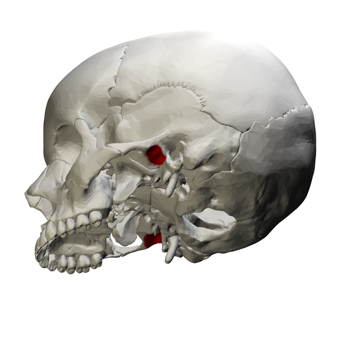 <p>articulates with the condylar process of the mandible</p>