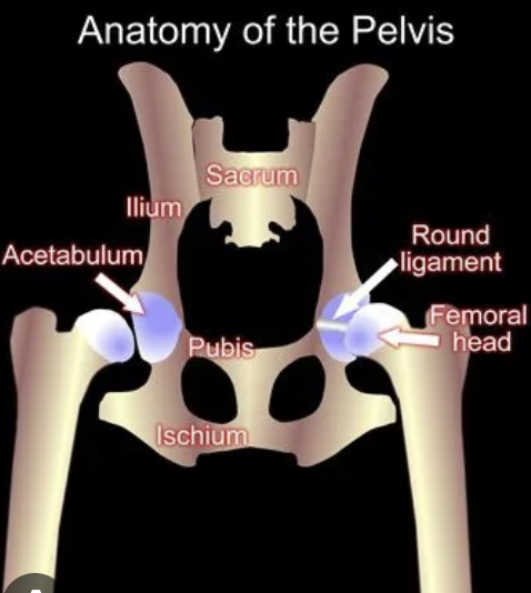 <p>acetabulum</p>
