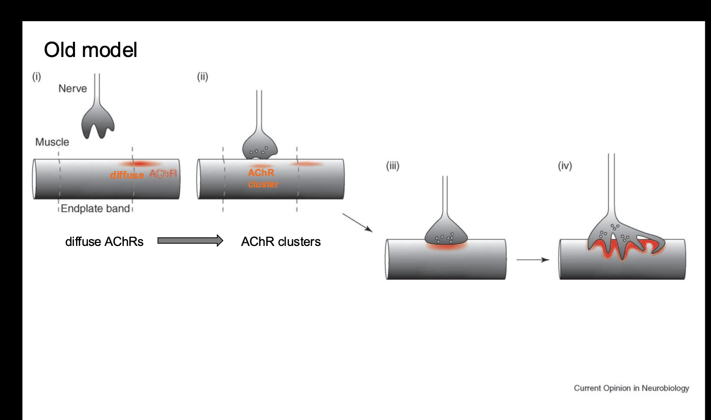 <ol><li><p>As motor growth cones arrive at the target muscle, AChRs aggregate at the site of innervation <strong>(presumptive synaptic site)</strong></p></li><li><p>In addition→ transciption of AChR subunit mRNAs is confined to sub-synaptic muscle nuceli</p></li><li><p>All the while→ pre and postsynaptic cytoskeletal changes occur→ turning the growth cone from an exploratory organelle to a <strong>specilaised</strong> terminal</p></li><li><p>tranforms the postsynaptic site to an equally specialised region via</p><ul><li><p>folding the postsynatpic membrnae</p></li><li><p>secretion of a basal lamina in the synaptic cleft</p></li></ul></li></ol><p></p>