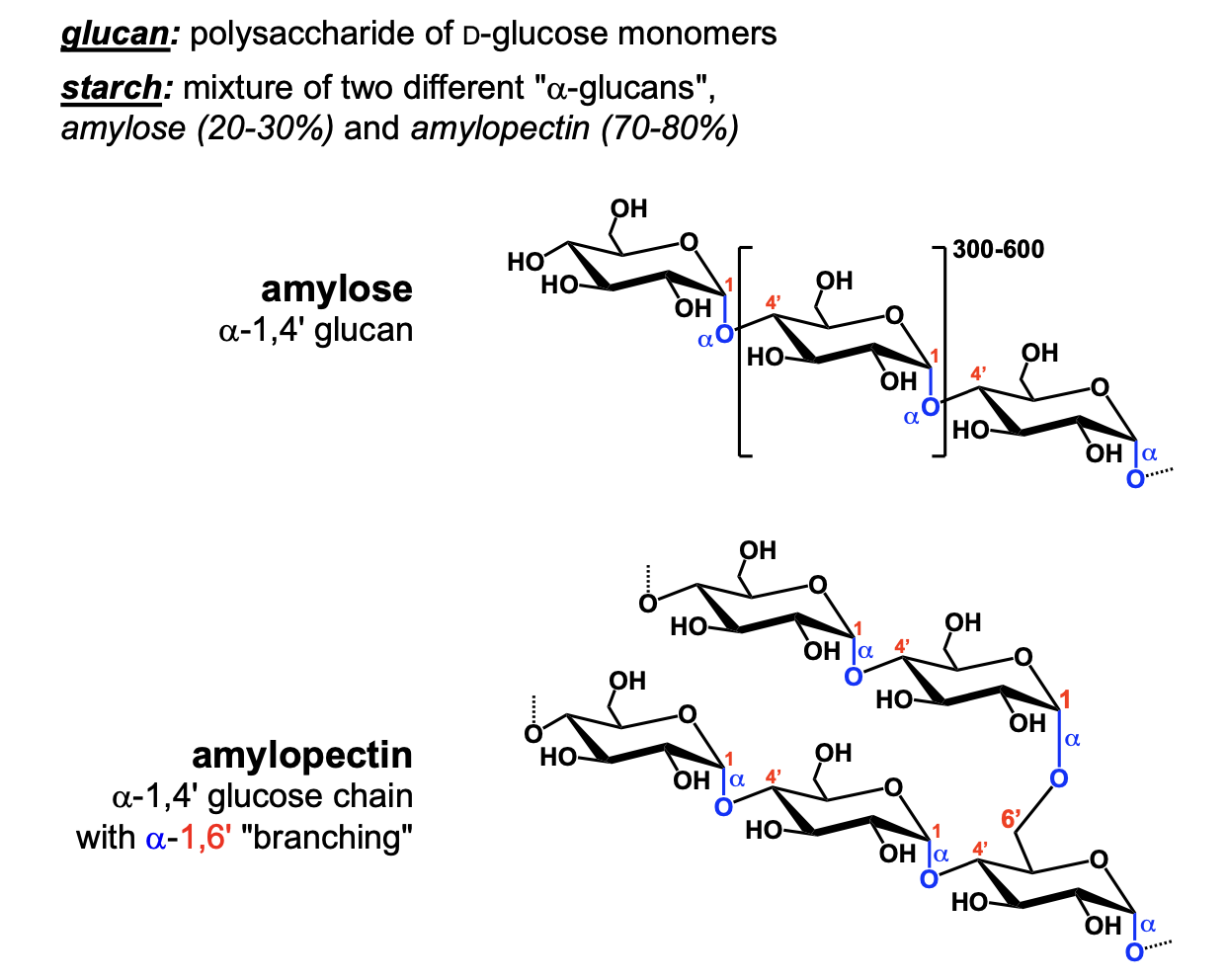 <p>amylose and amylopectin</p>