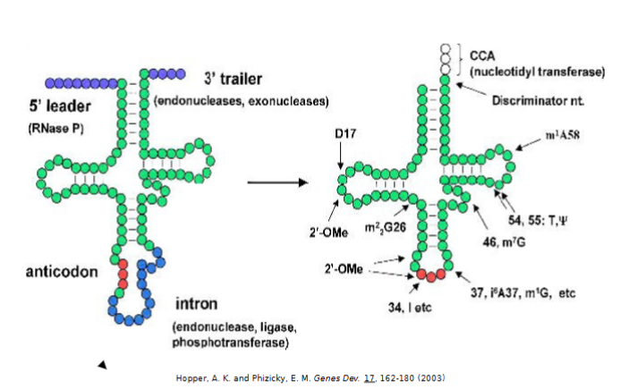 <p>are heavily modified with 1% of the yeast genome codes for factors involved in tRNA processing and mod</p><ol><li><p>5’ leader sequence removed by RNase P (highly conserved)</p></li><li><p>3’ trailer sequence removed by endonuclease and exonuclease</p></li><li><p>CCA added to the 3’ end by nucleotidyl transferase</p></li><li><p>intron is spliced out by multiple enzymes</p></li><li><p>additional modifications at multiple residues (all bases can be modified by other enzymes)</p></li></ol><p></p>