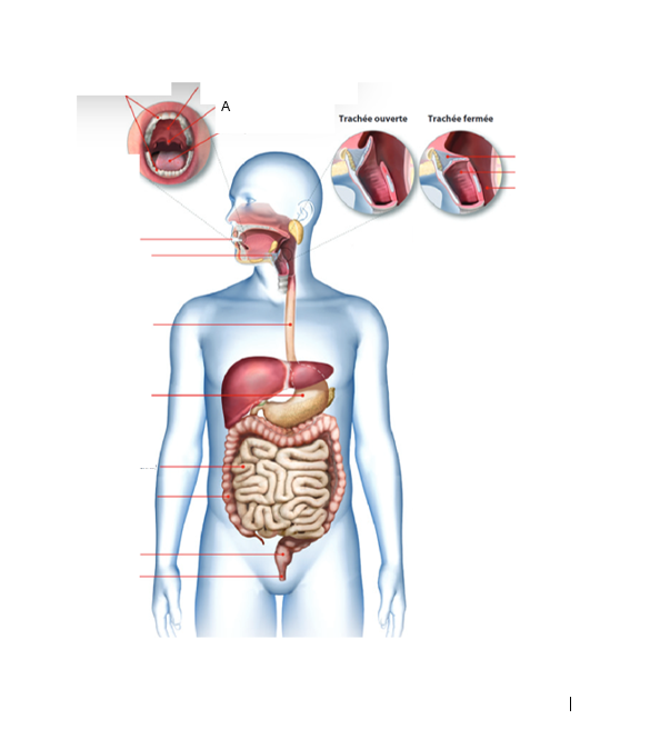 <p>À quel organe du tube digestif correspond la lettre A ?À quel organe du tube digestif correspond la lettre A ?</p>