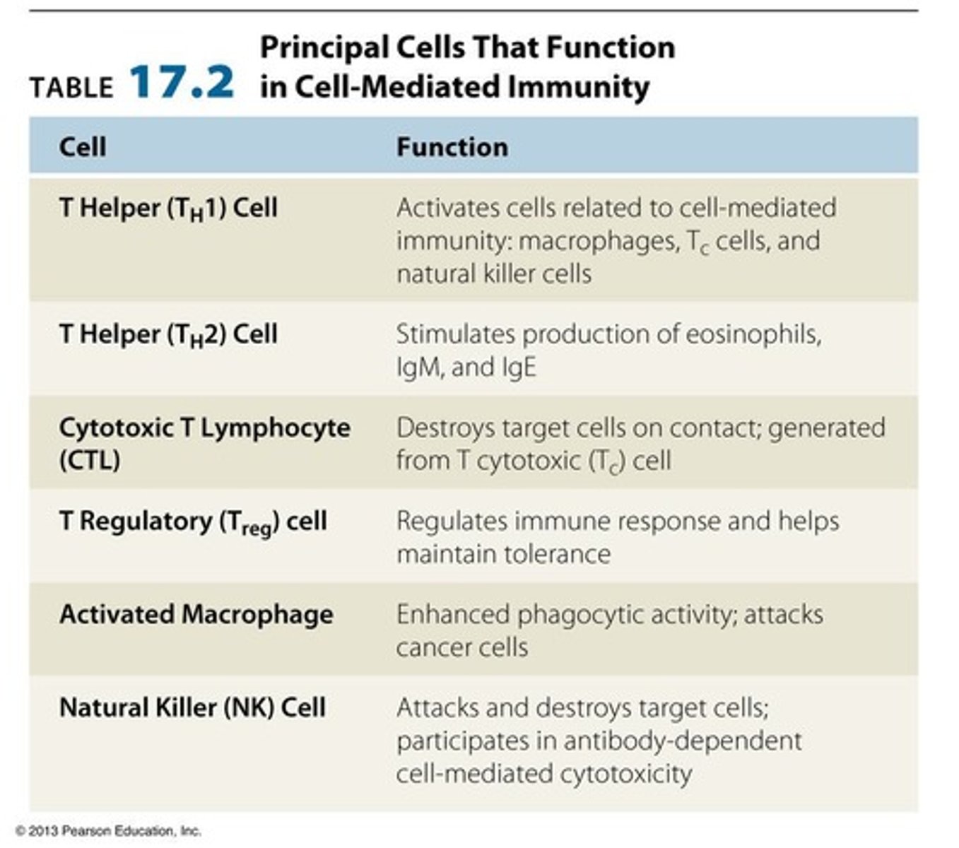 <p>the production and activation of T lymphocytes that recognize antigenic peptides presented by phagocytic cells through MHC molecules.</p>