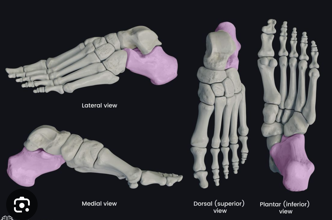 <p>what bone is this purple bone</p>