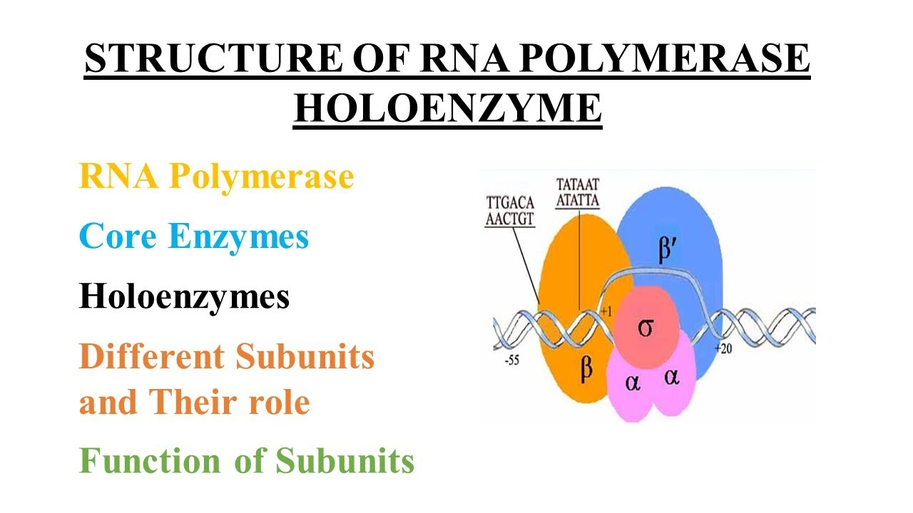 <p>The complete RNA polymerase enzyme, including core RNAP and the sigma (σ) factor, needed for promoter recognition and initiation.</p>