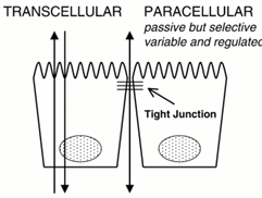 <ul><li><p>to prevent fluid and membrane flow</p></li><li><p>variable extent</p></li><li><p>transcellular transport</p></li><li><p>paracellular transport</p></li></ul><p></p>