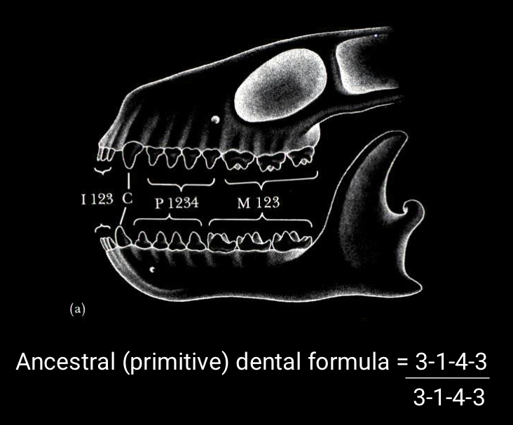 <p>3 incisors, 1 canine, 4 premolars, and 3 molars</p><ul><li><p>per side (double to get total teeth)</p></li></ul><p></p><p>Formula</p><p>(incisors, canines, premolars, molars) TOP / (incisors, canines, premolars, molars) BOTTOM</p><p></p>