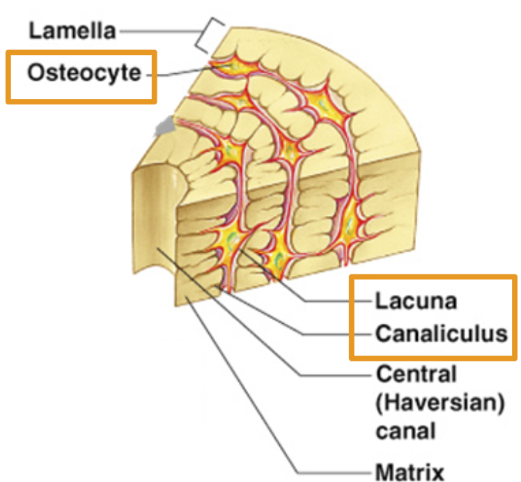 <p><span style="font-family: &quot;Trebuchet MS&quot;, sans-serif">Canals that connect lacunae. Deliver nutrients to bone cells.</span></p>