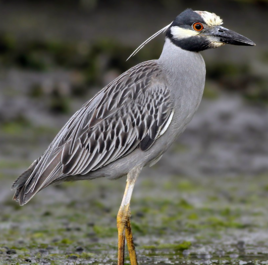 <p>What bird is this?</p>