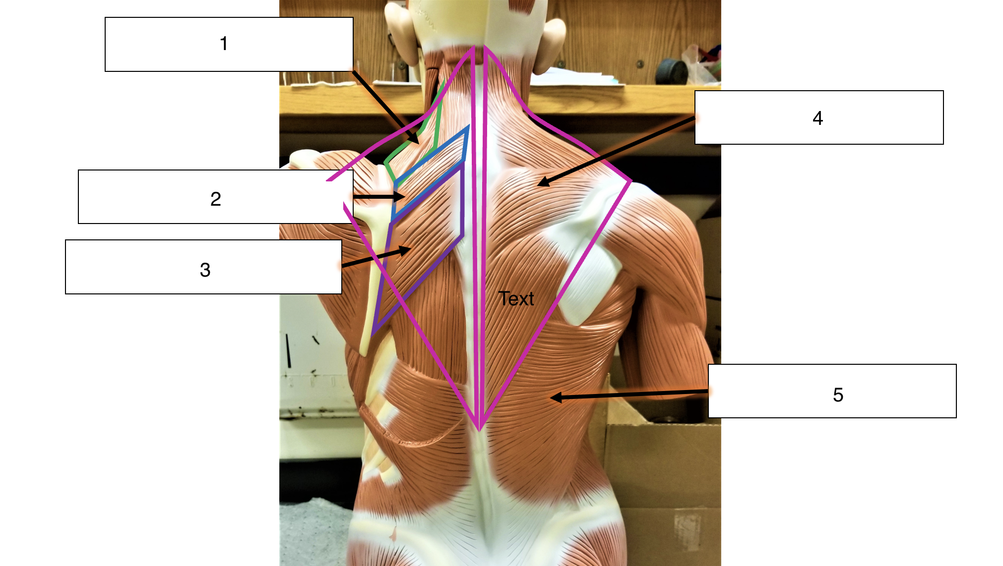 <p>name the muscle (4)</p>